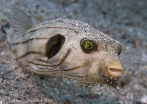 Manila pufferfish. Lembeth straits. D200, 60mm. by Derek Haslam 